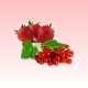 Strawberry - Red Currant